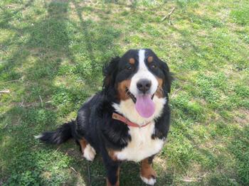 Bernese Mountain Dog Dam