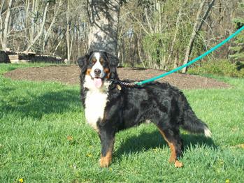 Bernese Mountain Dog Sire