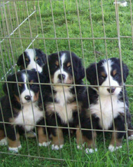 Puppies hanging out in the puppy pen