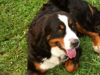 Bernese Mountain Dog Dam