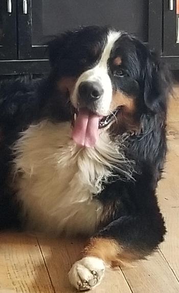 Bainbridges Berners Sire Drake on the Wild Side