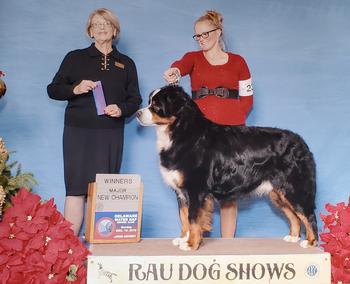 Bainbridges Berners Sire Champion Jack Nicholson Paradies